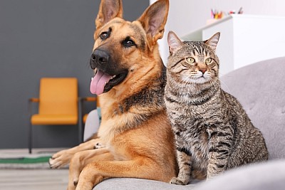 Очарователни котка и куче почиват заедно на дивана