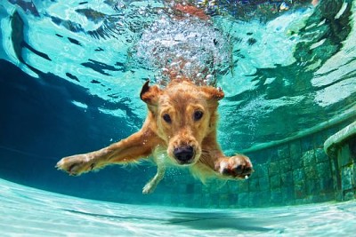 Golden labrador retriever szczeniak w basenie