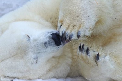 Funny Sleepy Polar bear close