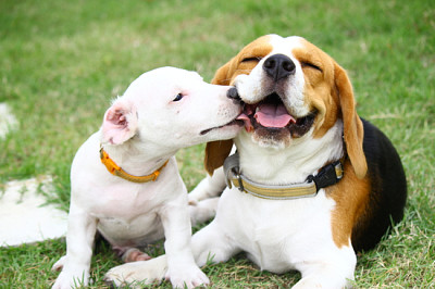 Beagle och Jack Russell