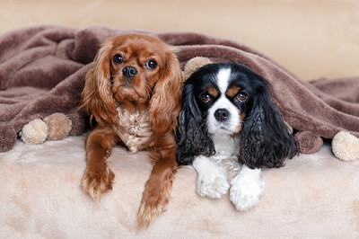 Deux chiens mignons sous la couverture douce
