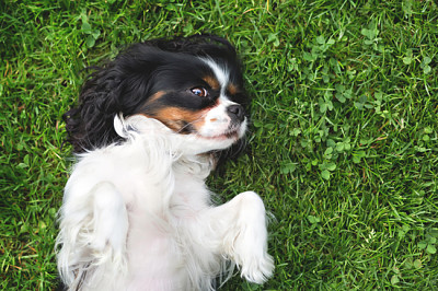 сладко куче, кавалер шпаньол на тревата