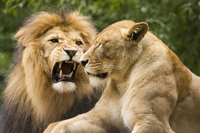 Lejonhane och hona i afrikansk buske