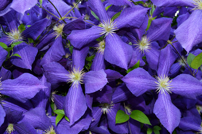Flor púrpura grande Clematis (Clematis x jackmanii