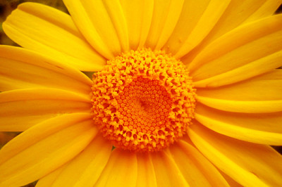 Жълта хризантема цвете макро фон фон