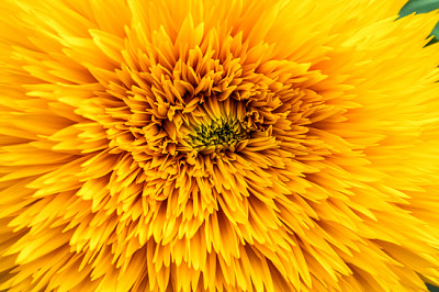 Abstract background with sunflower petals