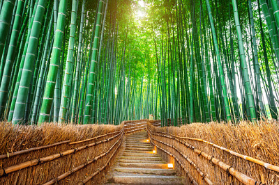Bambusowy Las w Kioto, Japonia.