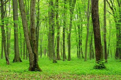 grüner Waldhintergrund an einem sonnigen Tag