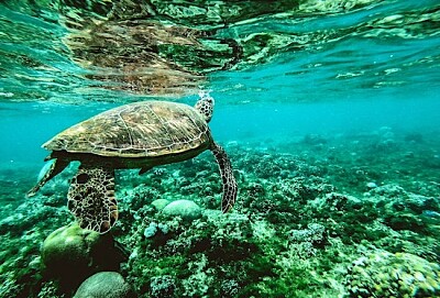 Снимка на костенурка под водата