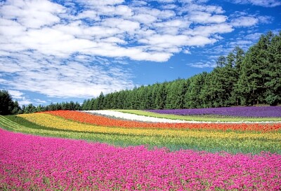 Red, Yellow and Orange Flower Field