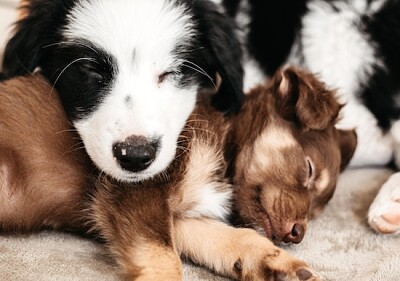 Сладки кученца почиват заедно