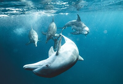 Delfiner under vattnet