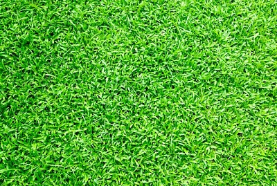 Зелена трева
