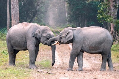 Dois elefantes na estrada