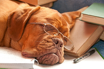 Cane che dorme con gli occhiali