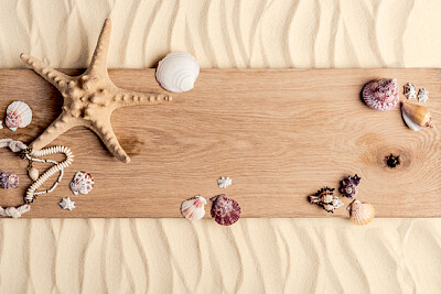Seashells on Wood 
