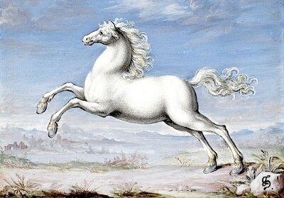 Obraz białego konia autorstwa Jorisa Hoefnagel