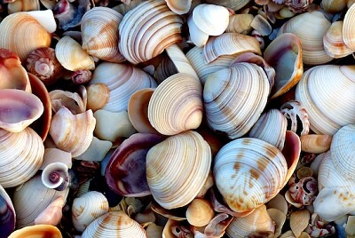 Countless Seashells on the Beach jigsaw puzzle