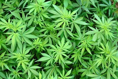 Cannabis Plant jigsaw puzzle