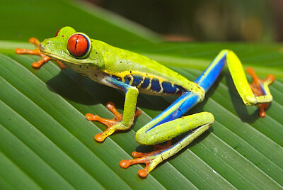 צפרדע עץ אדומות עיניים