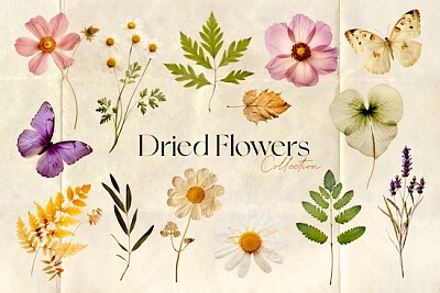Colección de flores secas