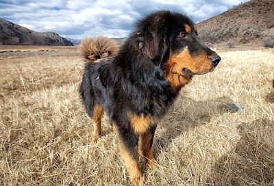 Hund auf dem Feld