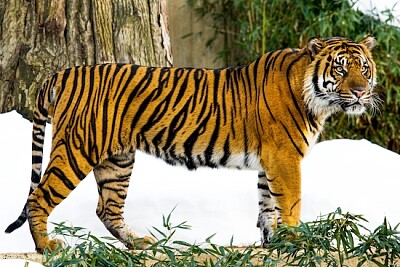 Sumatran Tiger (2009)