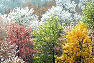 Foresta d'autunno