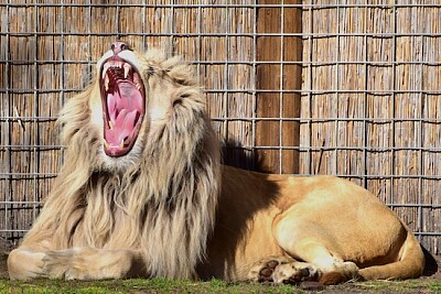 Roaring Lion