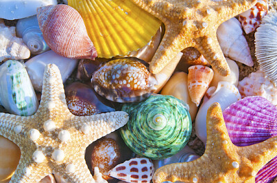 Conchas do mar e estrelas do mar