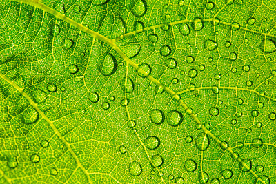 Wassertropfen auf einem Blatt