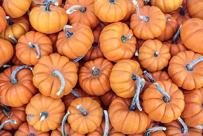 Mini Pumpkins