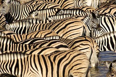 Group of Zebras