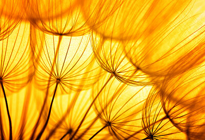 Orange Dandelion