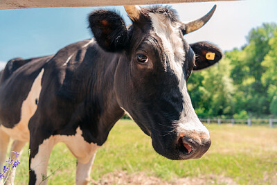 Vache sur un pas ensoleillé