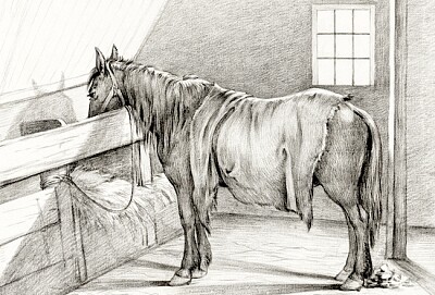 Standing horse in a stable (1812) by Jean Bernard