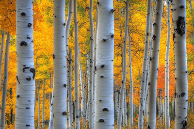 Bosque vibrante de otoño