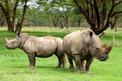 Rhinocéros blancs