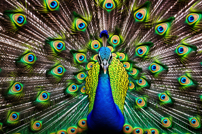 Spectacle éblouissant de plumes de paon