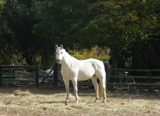 Cheval Blanc