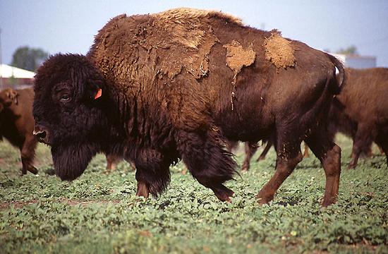 Bison