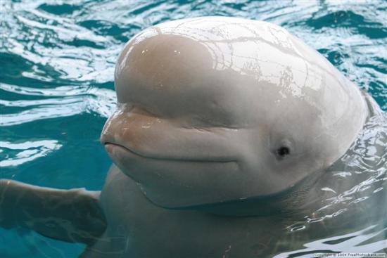 Beluga