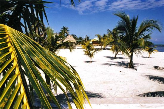 Palmen und ein Strand, Belize