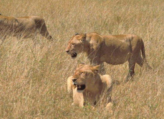 African Lions