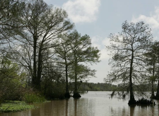 Kahle Zypresse und offenes Wasser