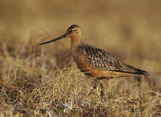 Bar-Tailed Godwit på Tundra