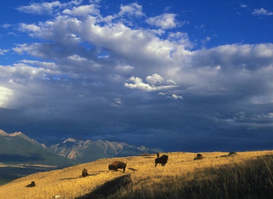 Bison auf der Strecke