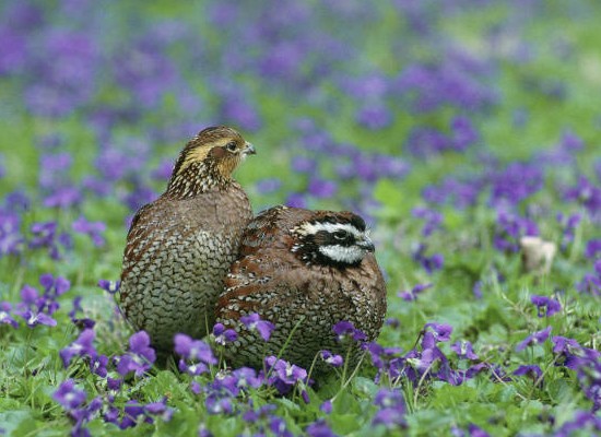 Nördliche Bobwhite Wachtel