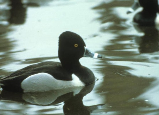 Pato de cuello anillado