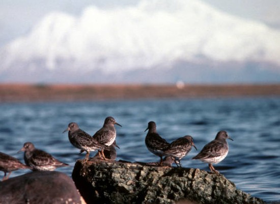 Rock Sandpipers em Rocky Shoreline